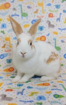 Rescue English Spot Rabbits for Adoption in Lake Elsinore, California - Cromwell | PetCurious
