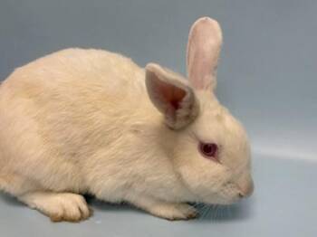 Honeybee -  Bunny Rabbit Rabbit for Adoption in Woodbury, Minnesota - Honeybee | PetCurious