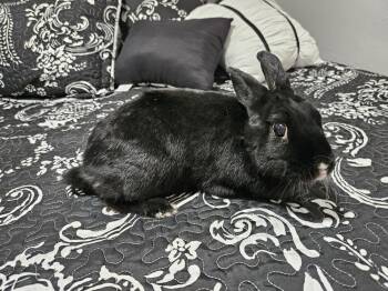 Rex Rabbits Available for Adoption in Deltona, Florida - Dahlia | PetCurious