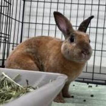 Mink -  Mini Rex and Bunny Rabbit Rabbit for Adoption in Tampa, Florida - Mink | PetCurious