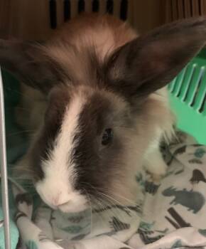 Rescue Lionhead Rabbits for Adoption in Montreal, Quebec - Memphis | PetCurious