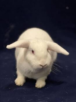 American Rabbits Available for Adoption - Galinda | PetCurious