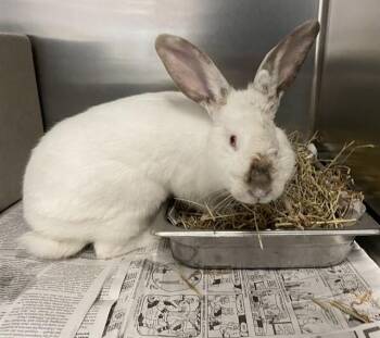 Bunny Rabbit Rabbits Available for Adoption in Tallahassee, Florida - UNO | PetCurious