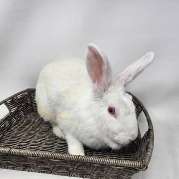 American Rabbits Available for Adoption in Largo, Florida - Karrissa | PetCurious