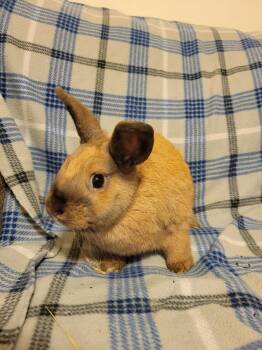 Rescue Lionhead Rabbits for Adoption in Ankeny, Iowa - Jameson | PetCurious