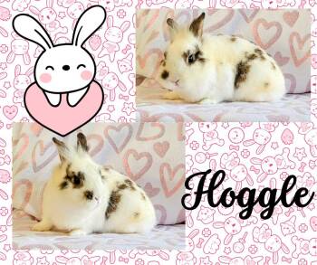 Rescue Netherland Dwarf Rabbits for Adoption in Seminary, Mississippi - Hoggle | PetCurious