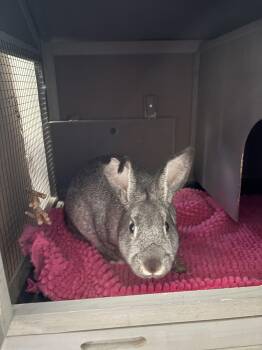 Fuzzy Lumpkins -  Bunny Rabbit Rabbit Available for Adoption in Johnstown, Pennsylvania - Fuzzy Lumpkins | PetCurious