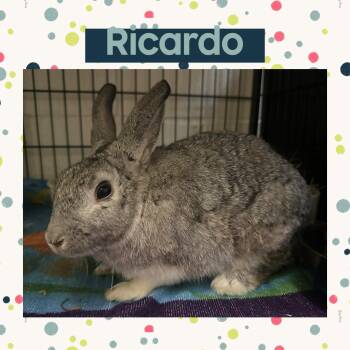 Rescue American Rabbits for Adoption in North Kingstown, Rhode Island - Ricardo | PetCurious