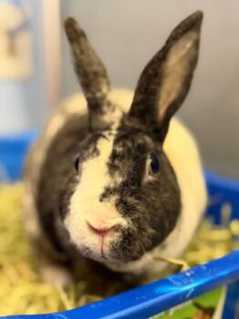 Rex Rabbits Available for Adoption in Saint Charles, Missouri - Hibachi  | PetCurious