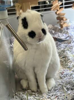 Ryan -  English Spot Rabbit for Adoption in Teterboro, New Jersey - Ryan | PetCurious
