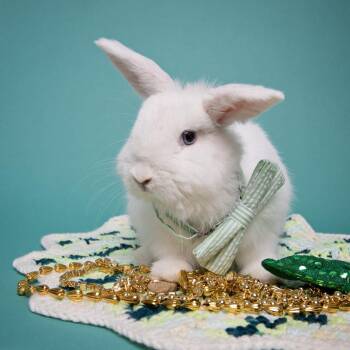 Bunny Rabbit Rabbits Available for Adoption - Lupin | PetCurious
