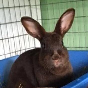 Satin Rabbits Available for Adoption in Baltimore, Maryland - Divine | PetCurious