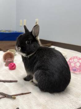Monkey -  Netherland Dwarf Rabbit for Adoption in Victoria, British Columbia - Monkey | PetCurious
