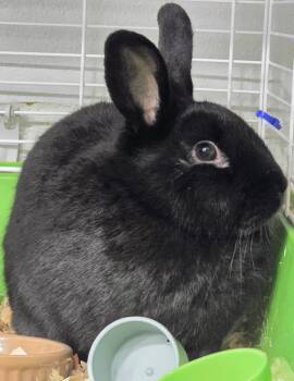 Dwarf Rabbits Available for Adoption - #73 Donut | PetCurious