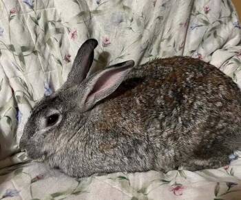 Sandy -  Chinchilla Rabbit for Adoption in Naples, Florida - Sandy | PetCurious