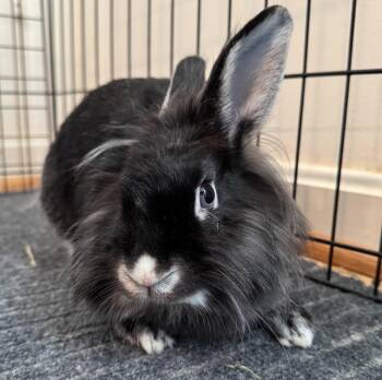 Rescue Lionhead Rabbits for Adoption in Columbia, Maryland - Eliza (Bonded To Biscuit) | PetCurious