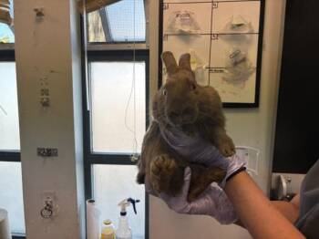 New Jersey -  Bunny Rabbit Rabbit for Adoption in New York, New York - New Jersey | PetCurious