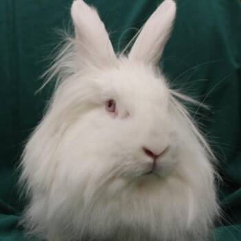 Lionhead Rabbits Available for Adoption - Pearlesque | PetCurious