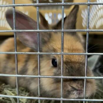 Harlequin Rabbits Available for Adoption - Bugs Bunny | PetCurious