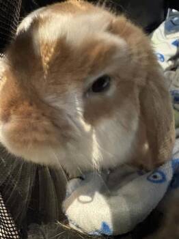 Persil -  Bunny Rabbit Rabbit Available for Adoption in Montreal, Quebec - Persil | PetCurious