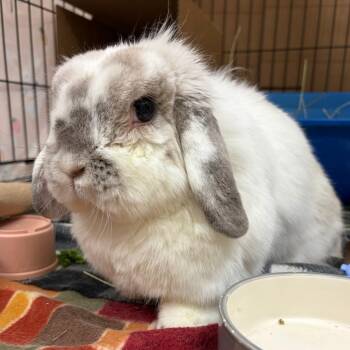 Thelma -  Holland Lop Rabbit for Adoption in Oshkosh, Wisconsin - Thelma | PetCurious