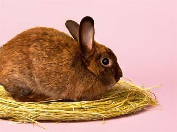 MERCURY -  Bunny Rabbit Rabbit for Adoption in Fort Lauderdale, Florida - MERCURY | PetCurious