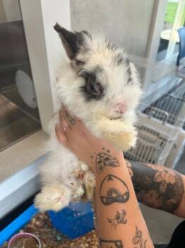 Hedwig -  Lionhead Rabbit for Adoption in Clarksville, Tennessee - Hedwig | PetCurious