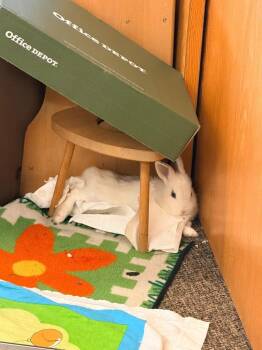 Bunny Rabbit Rabbits Available for Adoption in Santa Cruz, California - Glendon | PetCurious