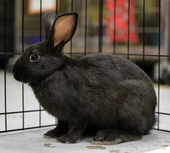 American Rabbits Available for Adoption in Oakland, California - Ziggy | PetCurious