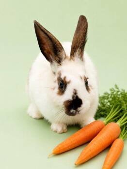 English Spot Rabbits Available for Adoption in Bowling Green, Kentucky - June | PetCurious