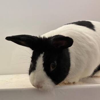 Cocoa -  Dutch Rabbit for Adoption in Dayton, Ohio - Cocoa | PetCurious