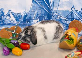 Stropwafel (Waffle) -  Holland Lop Rabbit Available for Adoption in Grand Rapids, Michigan - Stropwafel (Waffle) | PetCurious