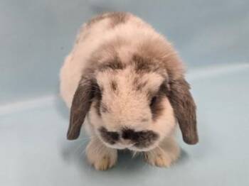 Mustache -  Holland Lop Rabbit for Adoption in Woodbury, Minnesota - Mustache | PetCurious