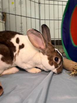Mini Rex Rabbits Available for Adoption in Pflugerville, Texas - Fuzz Aldrin | PetCurious