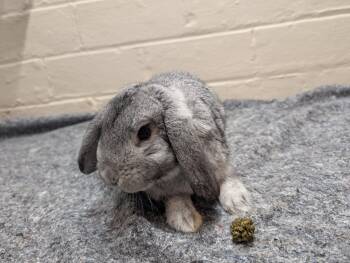 Lop Eared Rabbits Available for Adoption in New Franklin, Ohio - Yarrow | PetCurious