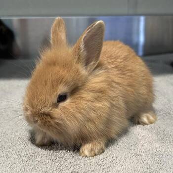 IVHS-Stray-138372 -  Lionhead Rabbit for Adoption in San Gabriel, California - IVHS-Stray-138372 | PetCurious