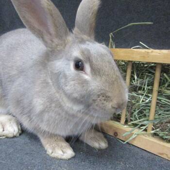 Tawny -  Bunny Rabbit Rabbit for Adoption in Wilmington, Delaware - Tawny | PetCurious