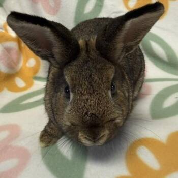 Nevada -  Bunny Rabbit Rabbit for Adoption in Westerville, Ohio - Nevada | PetCurious