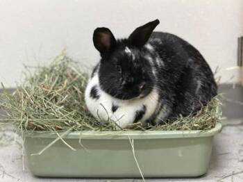 Milkshake -  Bunny Rabbit Rabbit for Adoption in Eugene, Oregon - Milkshake | PetCurious