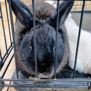 Bevin -  Silver Fox Rabbit for Adoption in Lyndhurst, Virginia - Bevin | PetCurious