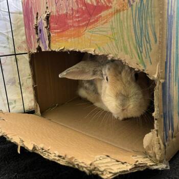 Gwen -  Harlequin and American Rabbit for Adoption in Bedford, New Hampshire - Gwen | PetCurious