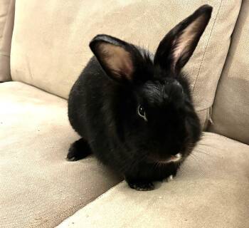 Rescue Bunny Rabbit Rabbits for Adoption - Houdini | PetCurious