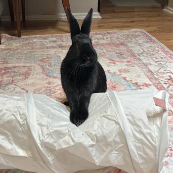 American Rabbits Available for Adoption in Ben Avon, Pennsylvania - Isla | PetCurious