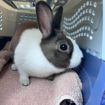 Dutch Rabbits Available for Adoption in Oak Park, Illinois - Darlene Mitchell | PetCurious