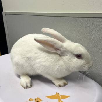 Rory -  American Rabbit for Adoption in Tampa, Florida - Rory | PetCurious