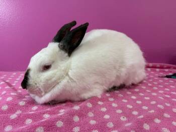 Rescue Californian Rabbits for Adoption in Saint Charles, Missouri - Auntie Ann | PetCurious
