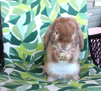 Rescue Lop Eared Rabbits for Adoption in IND HILLSIDE, New Jersey - Freddy | PetCurious