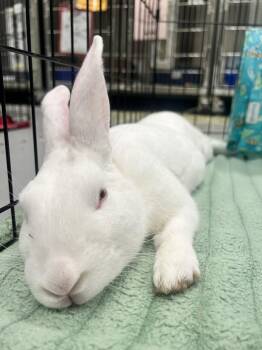 Remy -  American Rabbit for Adoption in Oakland, California - Remy | PetCurious
