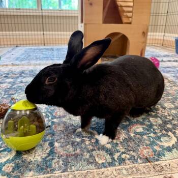 Athena -  New Zealand and Bunny Rabbit Rabbit for Adoption in Baltimore, Maryland - Athena | PetCurious