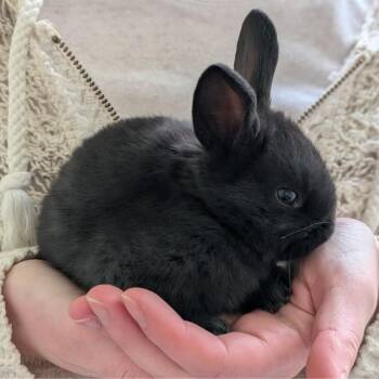 American Rabbits Available for Adoption - Oolong | PetCurious